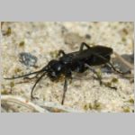 Anoplius concinnus - Wegwespe w01a 9mm OS-Hasbergen-Lehmhuegel - det.jpg